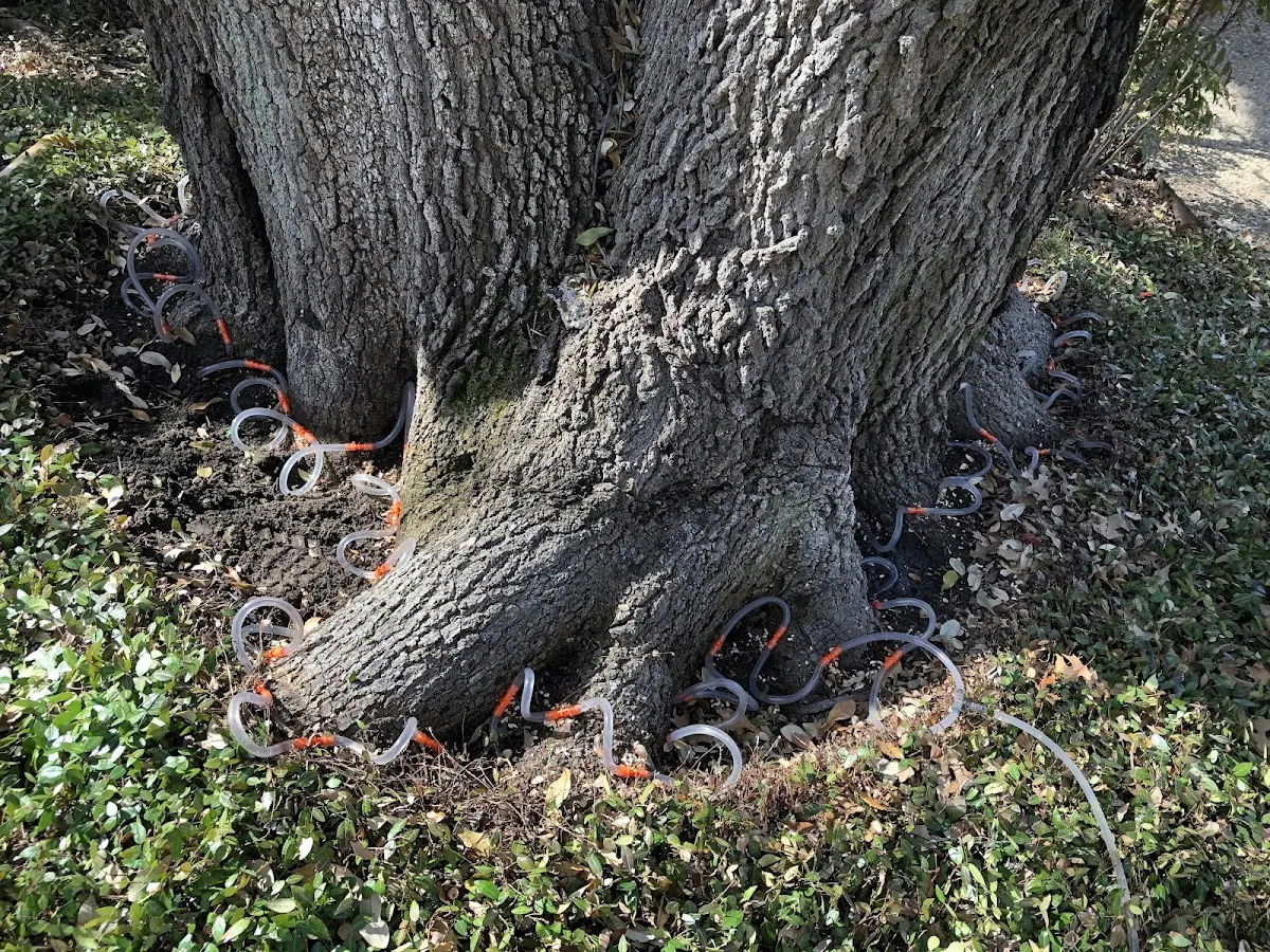 Detailed Tree Cabling and Bracing job site in Camino