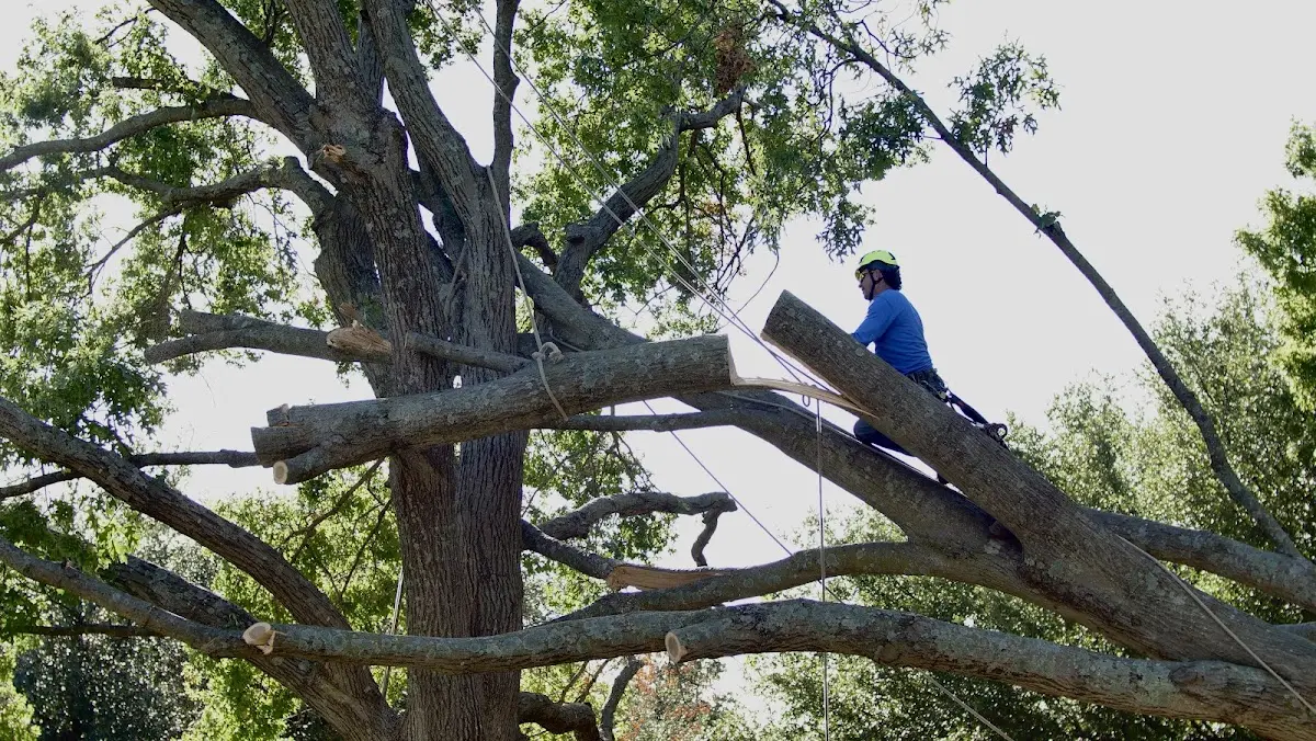 Professional Hazardous Tree Removal performed by certified arborists in Camino