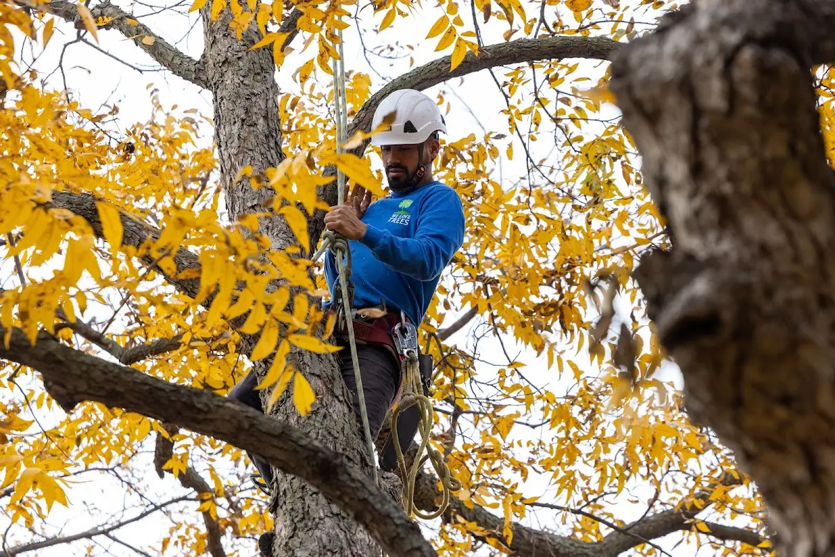 Skilled Tree Trimming crew working in Camino